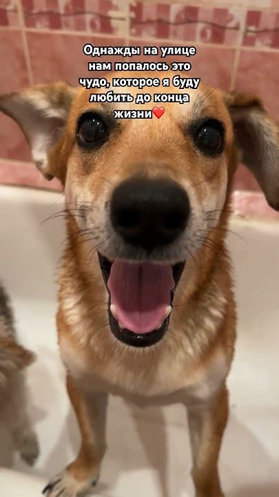Чапик 🧡 - YouTube