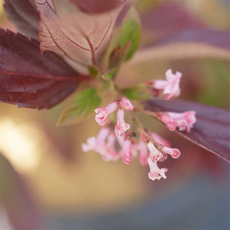 Sugar Cookie Sweet Viburnum | PlantAddicts.com