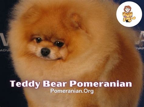 Pomeranian Bear Face