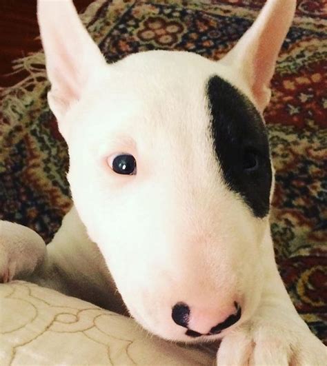 Instagram- Suspicious Bull Terrier Puppy is suspicious Chien Bull ...