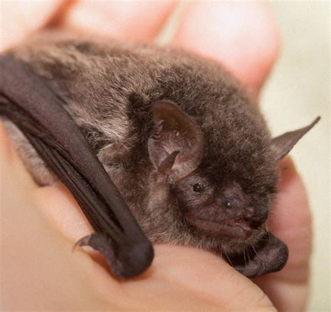 bat id bat conservation rescue  virginia