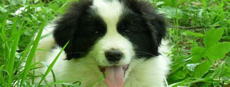 Tornjak Breed Guide - Learn about the Tornjak.