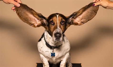 Happy Ears - Visualize, Inc.