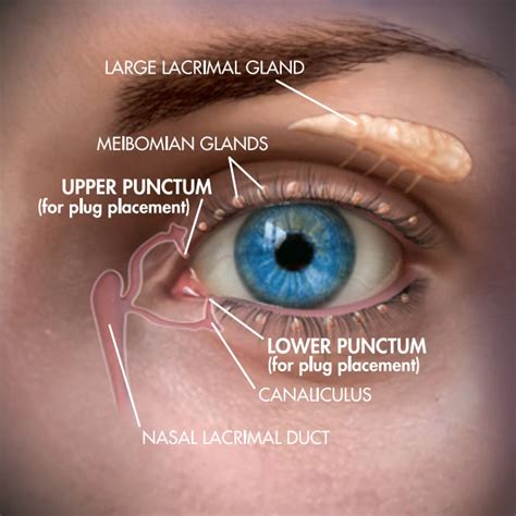 Lacrimal Punctum