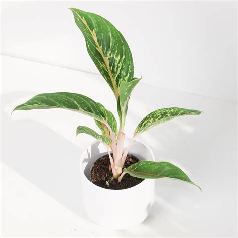 Aglaonema 'Cocogreen' | Indoor Plants and Accessories – House of Kojo