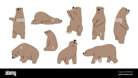 bear vector polar bear icon logo teddy cartoon character illustration