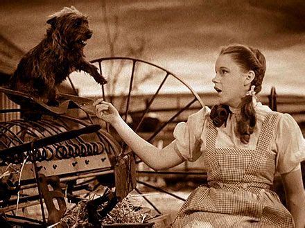 Toto, The Wizard of Oz Dog (1932-1945) | Wizard of oz movie, Wizard of ...