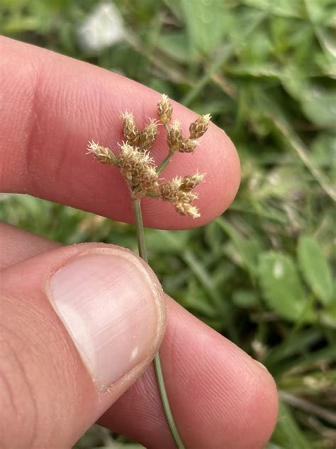 West Indian fimbry in December 2023 by Robert Levy · iNaturalist
