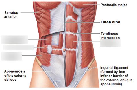 Abdominal wall muscles Diagram | Quizlet