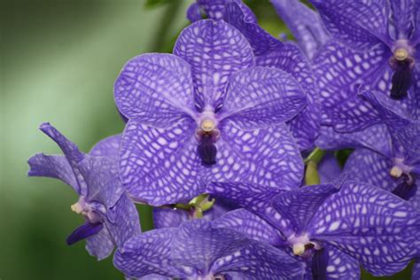 Eurobabeindex Vanda Lust