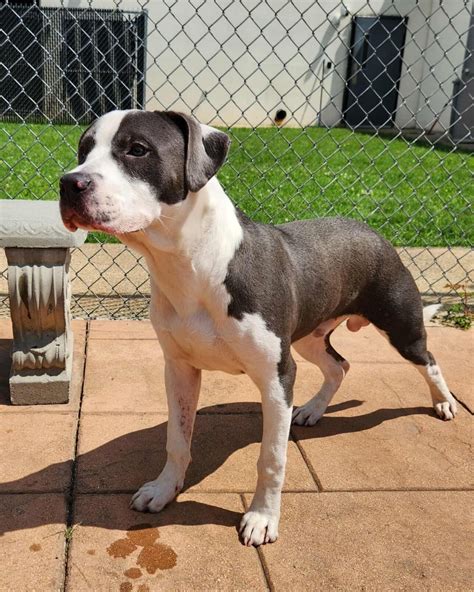 caddo parish animal shelter 9