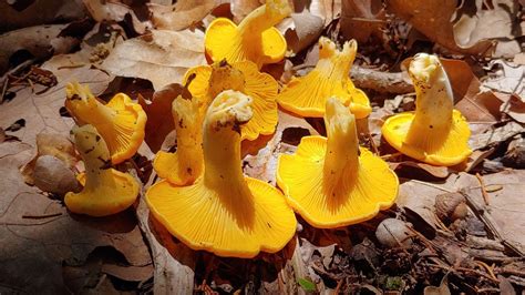 Easy Morel Mushrooms Texas Ideas You’ll Love – Easy Recipes To Make at Home