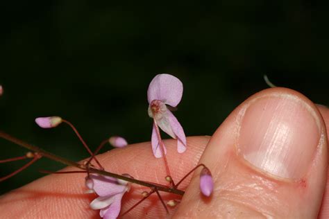 Hylodesmum nudiflorum (Naked Tick-trefoil) - FSUS