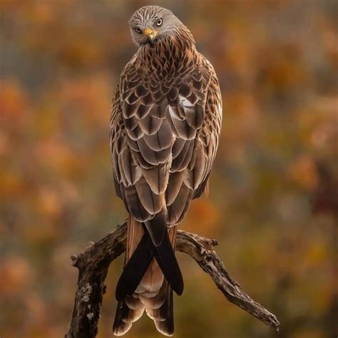 Красный коршун / Red Kite (Milvus milvus) | Хищные птицы | ВКонтакте