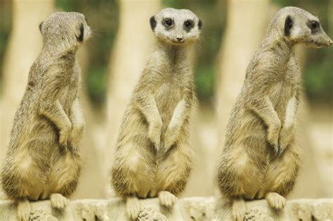 Free Images : nature, wilderness, mountain, animal, cute, wildlife ...