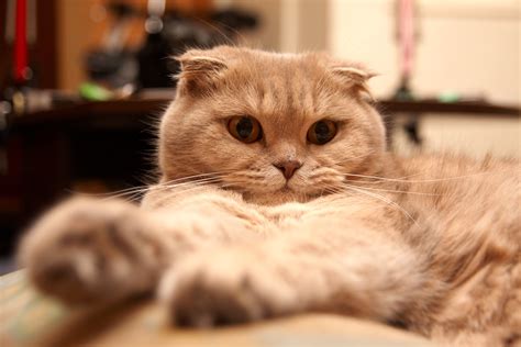 Scottish Fold Wallpapers - Wallpaper Cave