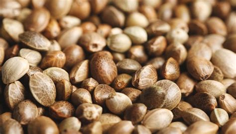Сорта конопли будущего Dinafem Seeds | Обзоры | Отзывы | Акции ...