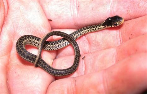 Eastern Garter Snake Facts, Description, Diet, and Pictures