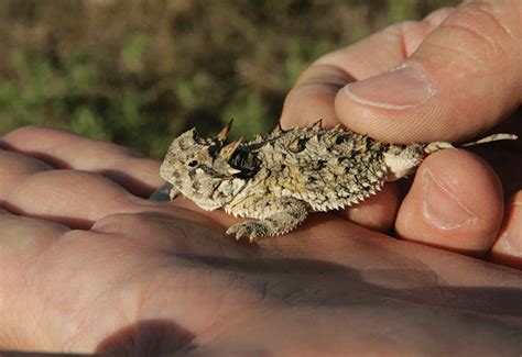 Texas' State Lizard - Authentic Texas