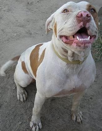American Bulldog Pitbull Terrier Mix (Bullypit): Size, Character ...
