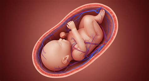 Feto Em Utero : Ilustração Detalhada Do Desenvolvimento Fetal E Do ...