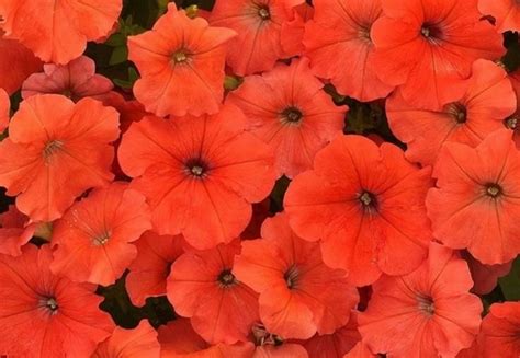 Петуния грандифлора «Аладдин» (27 фото): сорта «Оранж» и «Бургунди ...