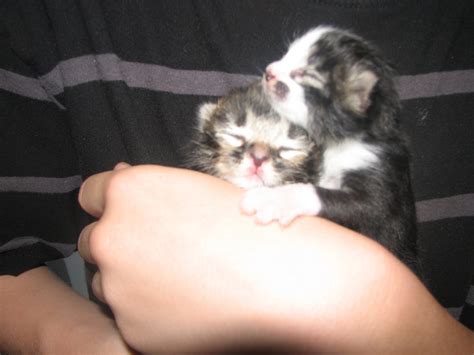 how to care for abandoned kittens