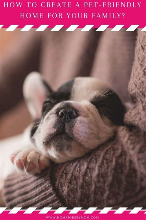 how to create a pet-friendly home