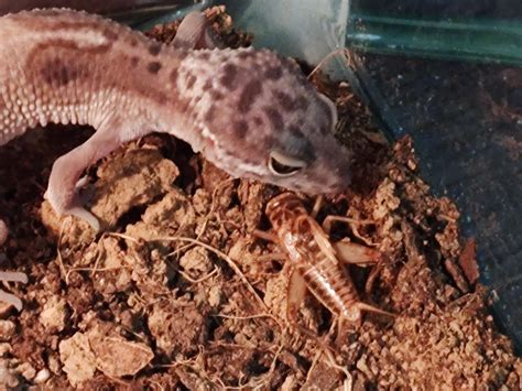 can gecko sick easily 1