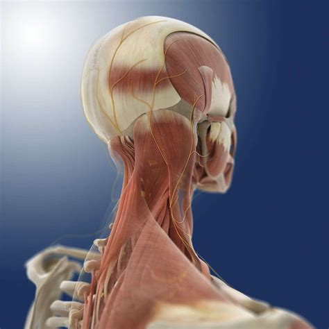 Rheumatoid Arthritis Neck Pain: How It Feels, Causes And Tips