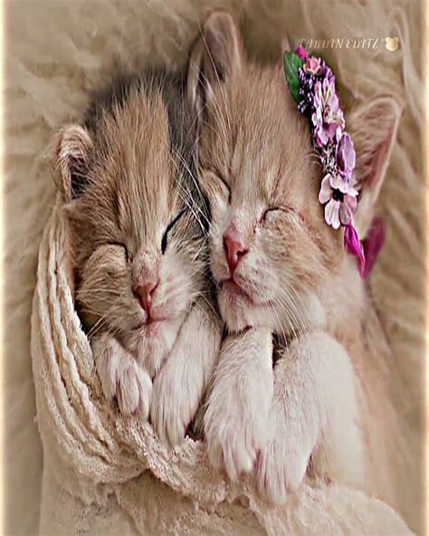 ami tomare raite valobasi cute cat  trending xml preset