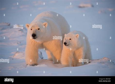 Polar bear (Ursus maritimus) sow and cub on snow covered Bernard Spit ...