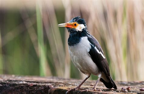 burung jalak suren burung
