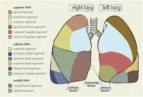Organs of the Respiratory System And Their Functioning | Respiratory ...