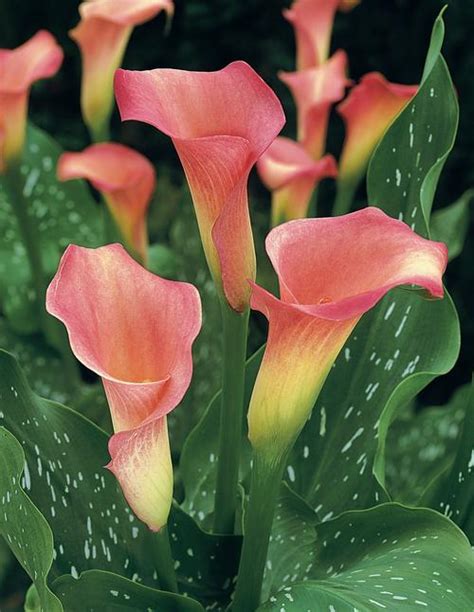 All About Calla Lilies