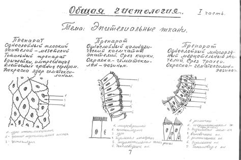 Альбом для практических занятий по гистологии