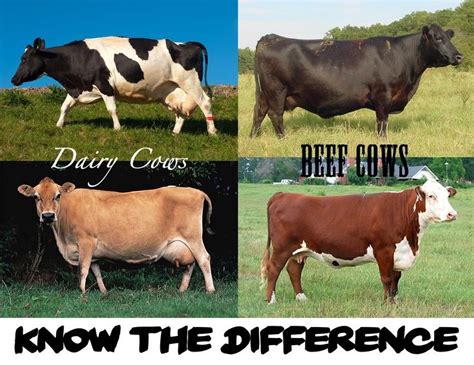 Dairy Cattle and Beef Cattle - Know the difference! | Dairy cattle ...