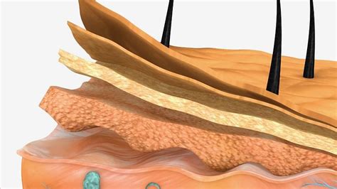 The interstitium: The new organ discovered by scientists which is ...