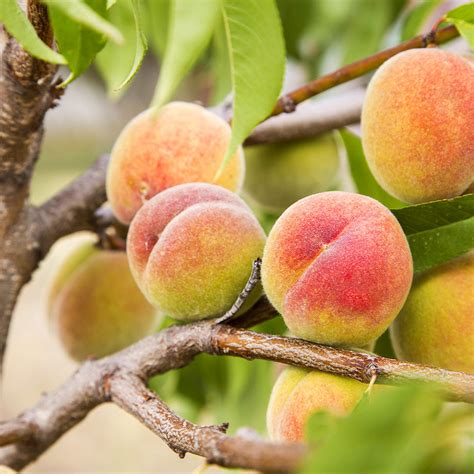 Polly Peach Trees for Sale | FastGrowingTrees.com