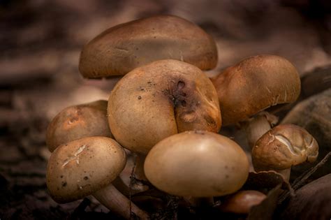 Honey Fungus on the Grassy Ground · Free Stock Photo