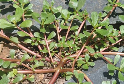 Тученица (Portulaca oleracea) | Рецептите на баба