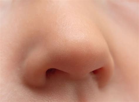 image result  noses nose shapes nose  nose shapes