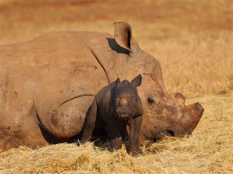 New Calf Born at Care for Wild Rhino Sanctuary - Rhino Recovery Fund