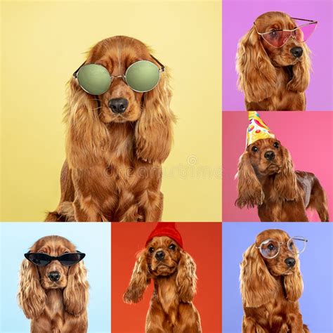 Cani Eleganti Che Posano. Cagnolini Carini O Animali Da Compagnia