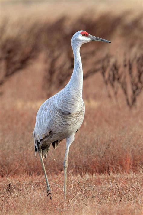 Birdwatchers flock to Lodi for majestic sandhill cranes