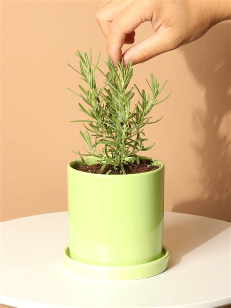 Rosemary Herb Plant
