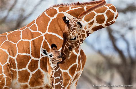National Wildlife® Magazine | National Wildlife Federation