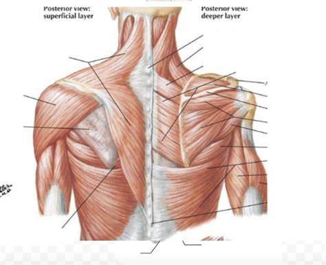 Shoulder Girdle muscles Diagram | Quizlet
