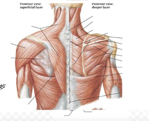 Shoulder Girdle muscles Diagram | Quizlet