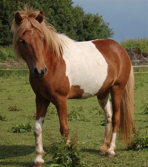 Island Pony Horse Patched - Free photo on Pixabay - Pixabay